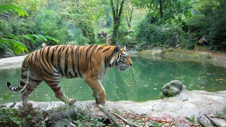 cc content tiger 610084 1280